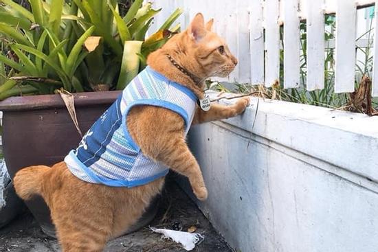 Mèo ú chuyên nghển cổ hóng hớt, đã thế còn lân la gạ gẫm mèo hàng xóm đi 'nhún nhảy'