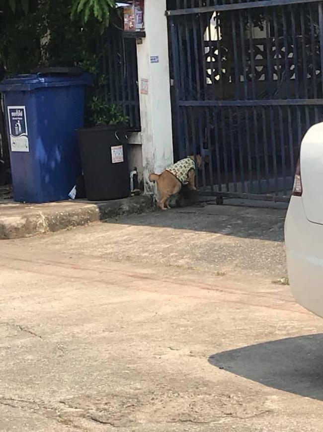 Mèo ú chuyên nghển cổ hóng hớt, đã thế còn lân la gạ gẫm mèo hàng xóm đi nhún nhảy-3