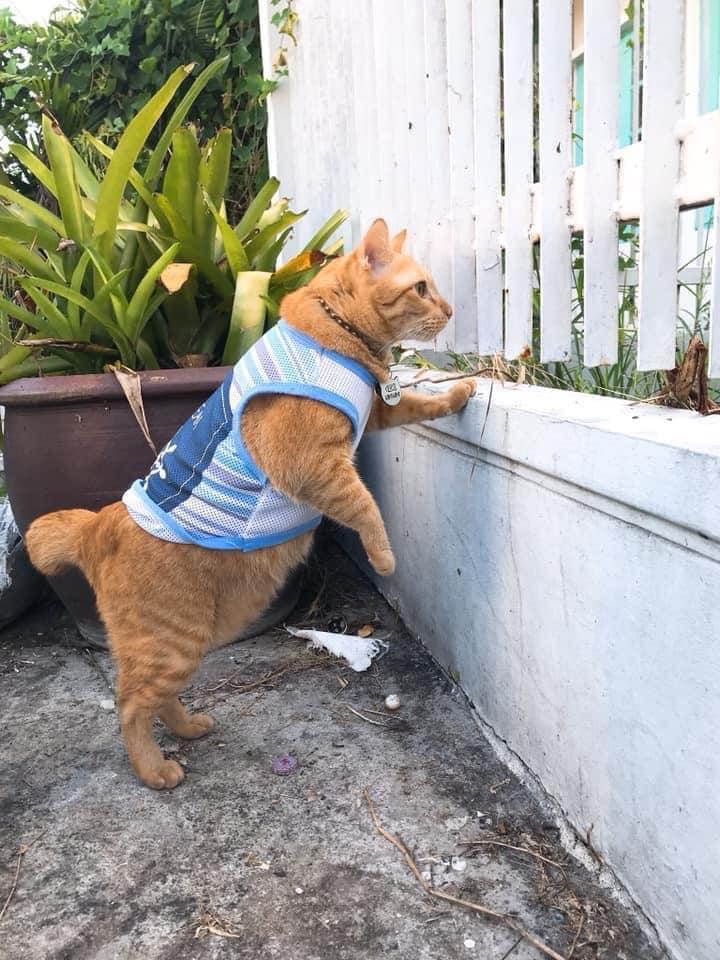 Mèo ú chuyên nghển cổ hóng hớt, đã thế còn lân la gạ gẫm mèo hàng xóm đi nhún nhảy-2