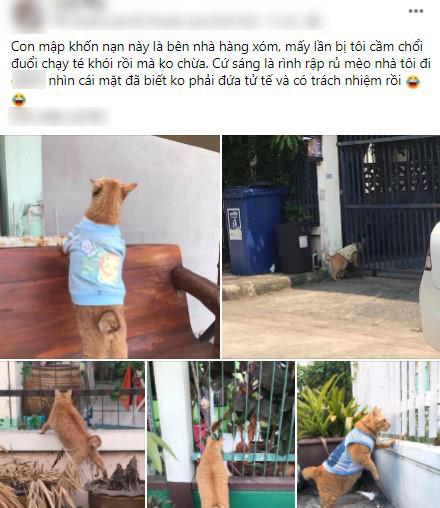 Mèo ú chuyên nghển cổ hóng hớt, đã thế còn lân la gạ gẫm mèo hàng xóm đi nhún nhảy-1