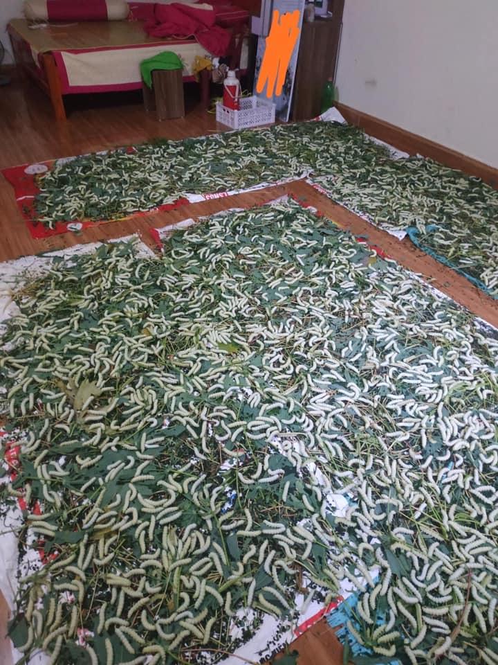 Bầu 8 tháng nhà chồng còn mang cả ổ tằm vào trong phòng, con dâu phản kháng thì bị nói câu tím mặt-2