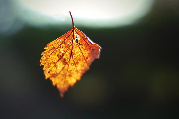 Tháng 10 rực rỡ, vận may tới tấp chờ đợi những con giáp nào?-4