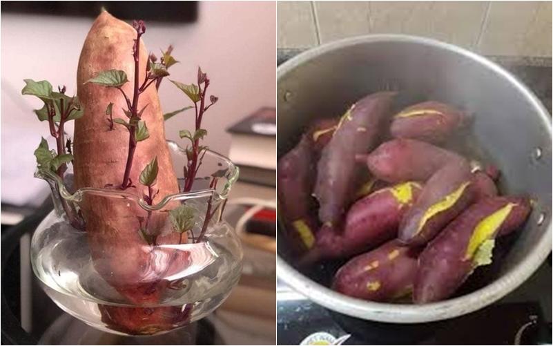 Hội chị em trổ tài cắm hoa bằng rau củ đẹp lạ, chơi chán thì mang nấu ăn-10