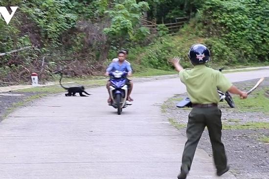 Voọc lao xuống đường tấn công khiến 9 người bị thương nặng