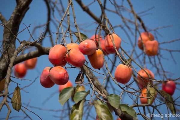 Hồng treo gió, món ngon tuyệt cú mèo làm rất dễ, ai cũng nên thử một lần-2