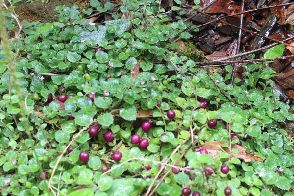 Những món ăn miền Trung chỉ nghe tên đã thèm chảy nước miếng-14