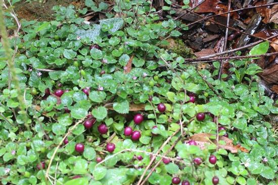 Lạ đời: Ngũ loại rau dại độc lạ, là đặc sản Việt Nam được săn lùng