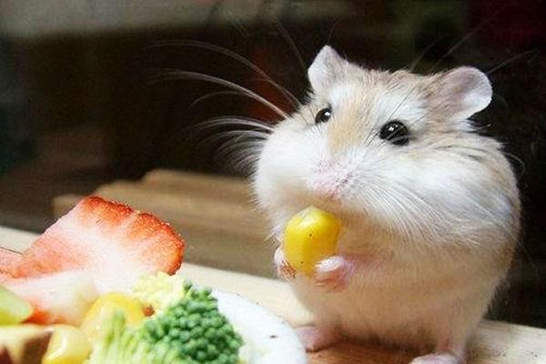 Top 4 con giáp luôn tỉnh táo, bình tĩnh và khéo léo khi đương đầu với khó khăn-1