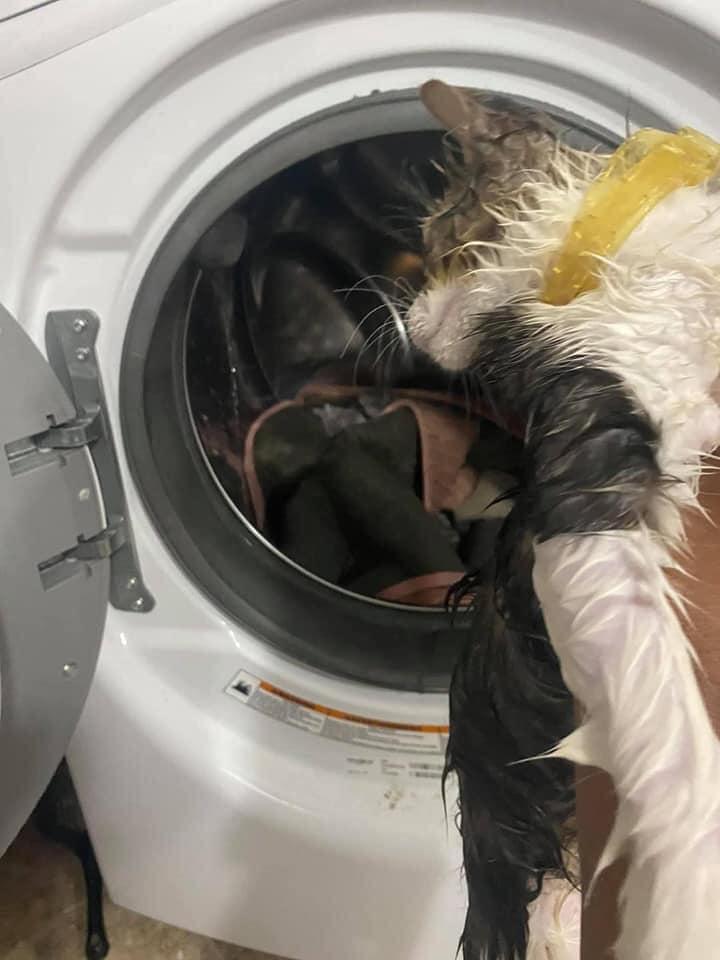 Chui vào máy giặt nằm ngủ, chú mèo bị giặt chung với quần áo đến tơi tả-1