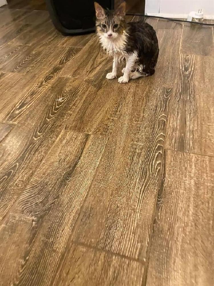 Chui vào máy giặt nằm ngủ, chú mèo bị giặt chung với quần áo đến tơi tả-3