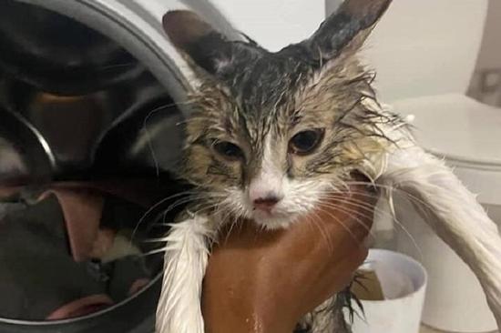 Chui vào máy giặt nằm ngủ, chú mèo bị 'giặt' chung với quần áo đến tơi tả