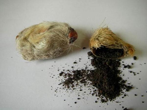 Giải mã những độc dược ghê rợn xuất hiện trong phim cổ trang Trung Quốc-7