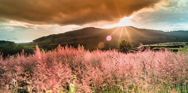 Đồi cỏ hồng Đuôi Chồn đẹp như tranh vẽ ở Đà Lạt, check-in cứ ngỡ ở Xứ hoa Anh Đào-1