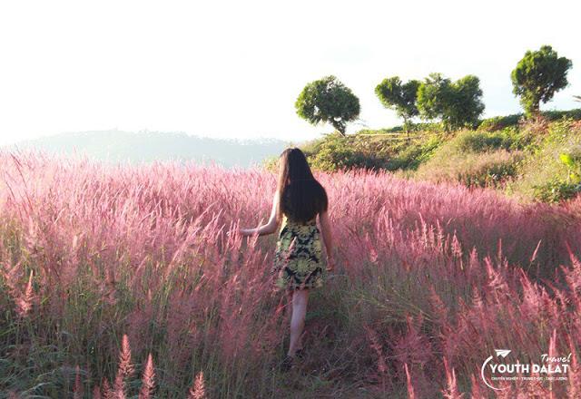 Đồi cỏ hồng Đuôi Chồn đẹp như tranh vẽ ở Đà Lạt, check-in cứ ngỡ ở Xứ hoa Anh Đào-3