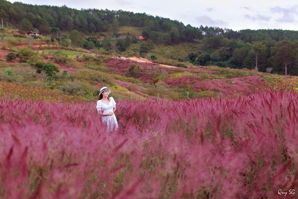 Đồi cỏ hồng Đuôi Chồn đẹp như tranh vẽ ở Đà Lạt, check-in cứ ngỡ ở Xứ hoa Anh Đào-10