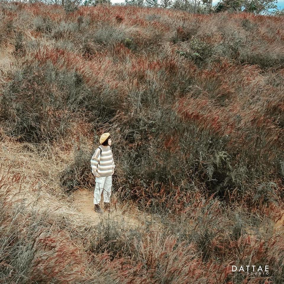 Đồi cỏ hồng Đuôi Chồn đẹp như tranh vẽ ở Đà Lạt, check-in cứ ngỡ ở Xứ hoa Anh Đào-7