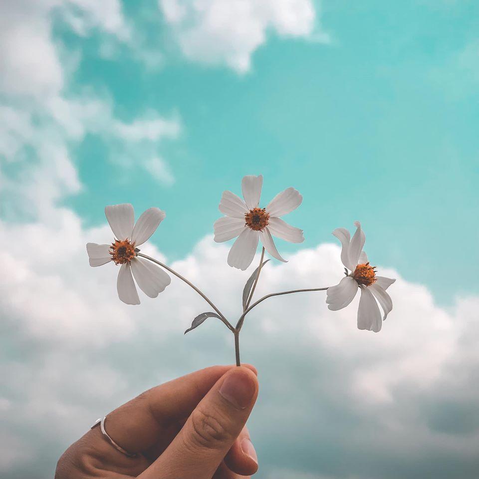 Tử vi thứ Tư ngày 7/10/2020 của 12 con giáp: Hợi họa vô đơn chí, Thân sự nghiệp hanh thông-5