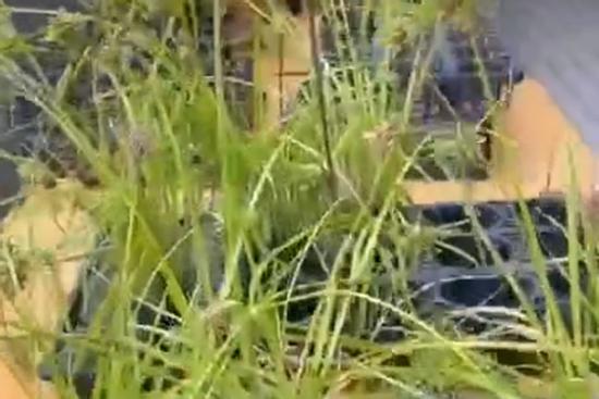 Loại cỏ ở Việt Nam thường cắt về cho bò ăn nhưng lại đắt giá trong siêu thị tại Nhật Bản