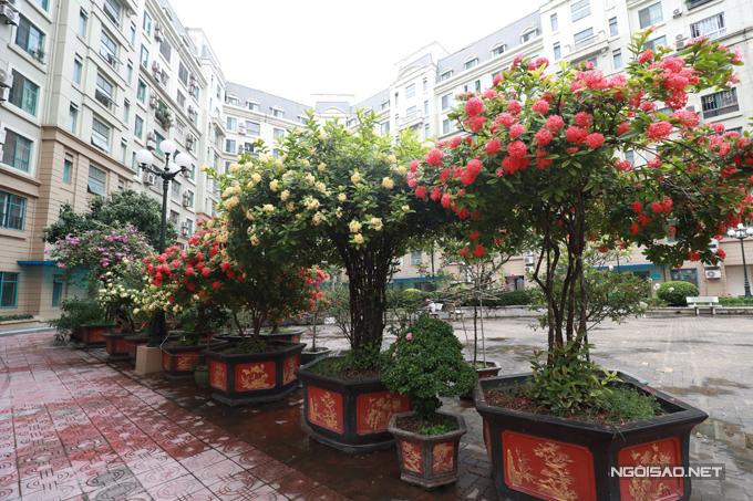 Vườn hoa hàng trăm triệu đồng của diễn viên Quang Tèo-3