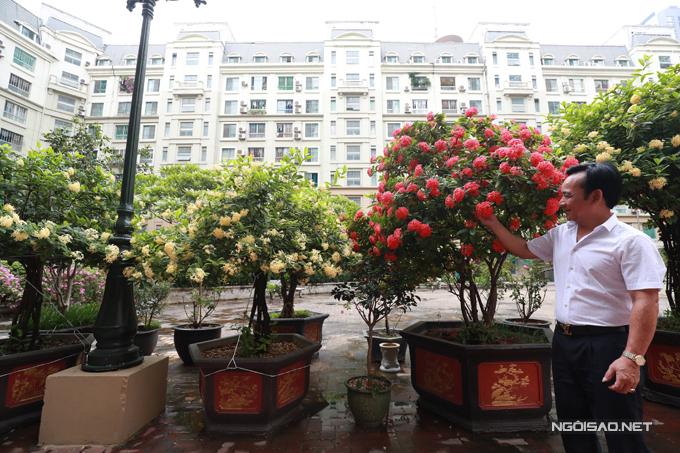 Vườn hoa hàng trăm triệu đồng của diễn viên Quang Tèo-4