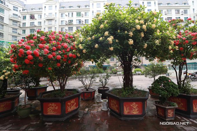 Vườn hoa hàng trăm triệu đồng của diễn viên Quang Tèo-5