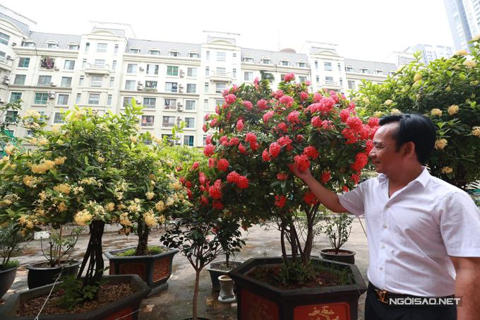Vườn hoa hàng trăm triệu đồng của diễn viên Quang Tèo-6