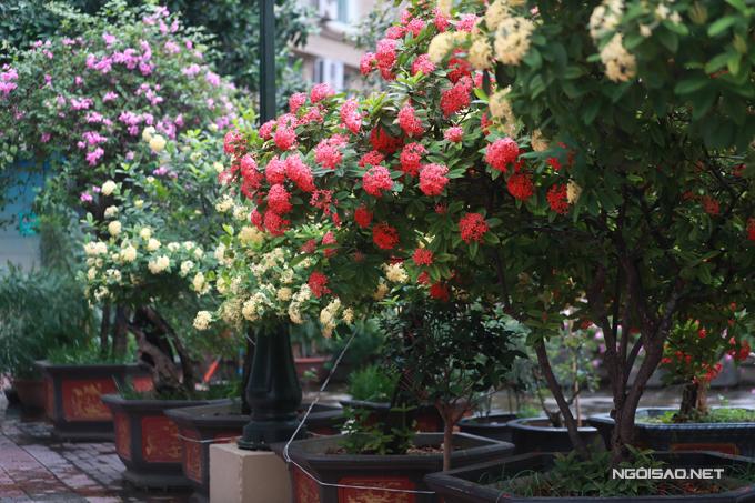 Vườn hoa hàng trăm triệu đồng của diễn viên Quang Tèo-7