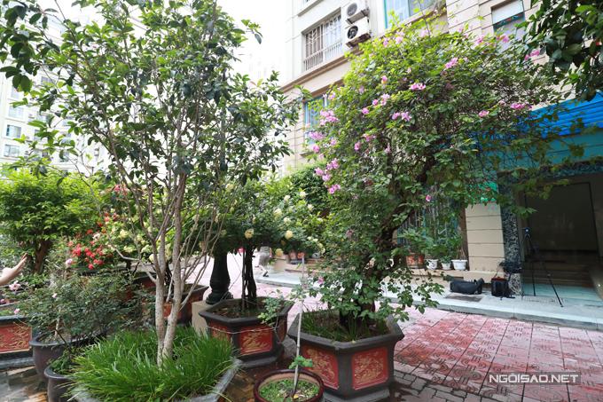 Vườn hoa hàng trăm triệu đồng của diễn viên Quang Tèo-8