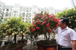 Vườn hoa hàng trăm triệu đồng của diễn viên Quang Tèo