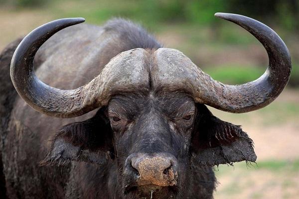 Top 3 con giáp thay đổi hoàn toàn tính cách trước mặt bạn thân-1