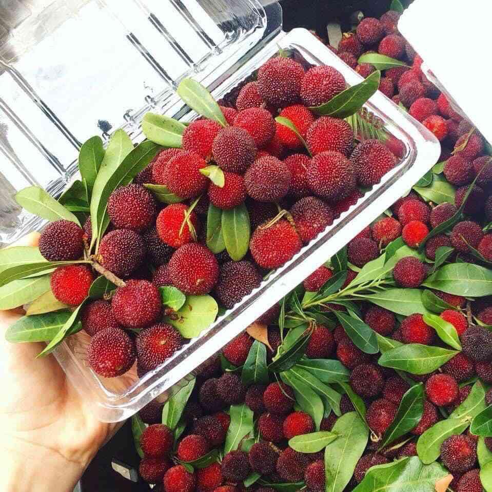 Điểm danh 5 loại quả nước nhà người ta rẻ như bèo, về Việt Nam đắt như vàng-3