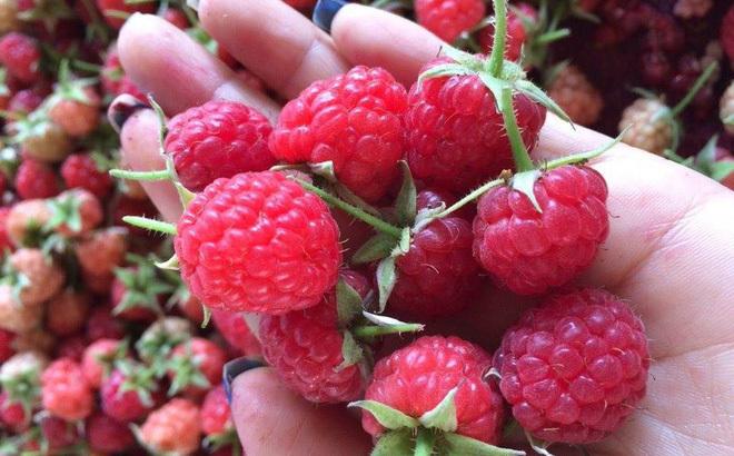 Điểm danh 5 loại quả nước nhà người ta rẻ như bèo, về Việt Nam đắt như vàng-4