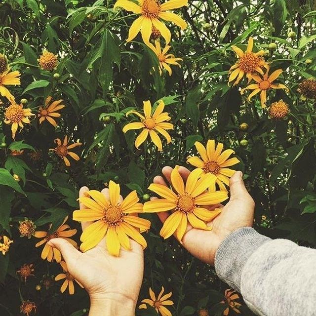 Ghé thăm Đà Lạt, rong ruổi những cung đường hoa dã quỳ đẹp nhất vào tháng 10-2