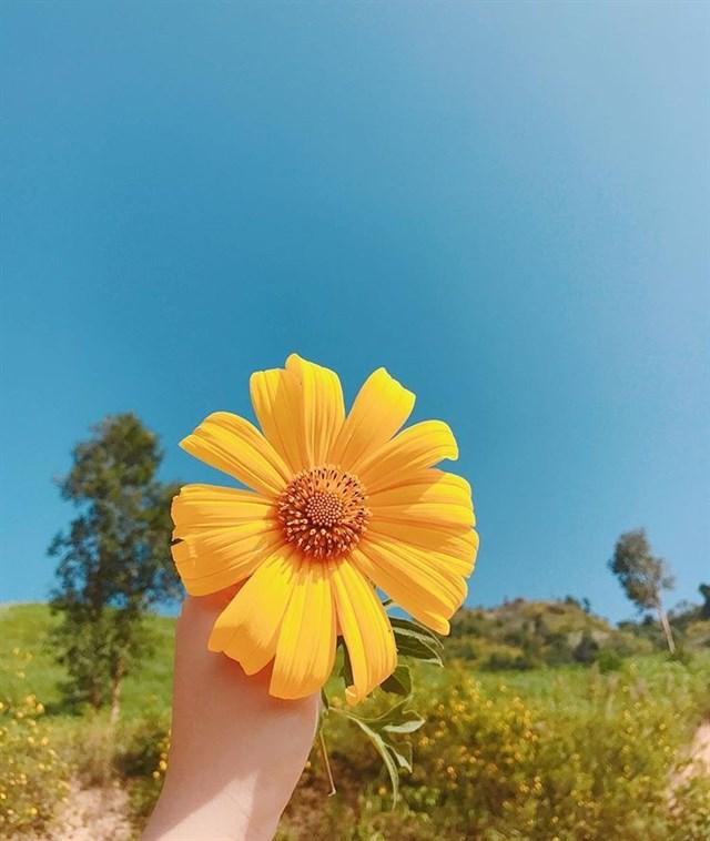 Ghé thăm Đà Lạt, rong ruổi những cung đường hoa dã quỳ đẹp nhất vào tháng 10-3