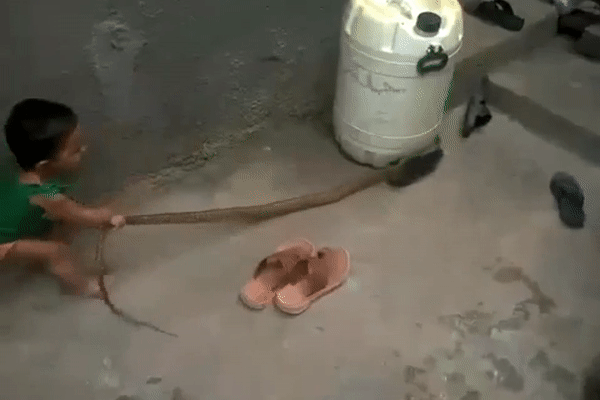 Bé gái 2 tuổi trêu rắn hổ mang 'chạy đứt đuôi' khiến người xem kinh hãi