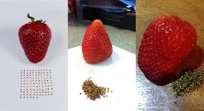 Muôn kiểu ăn uống chẳng giống ai của hội khó nuôi, đố ai chiều được-7