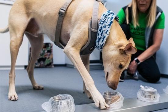 Chó làm việc ở sân bay chống Covid-19