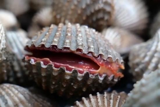 Đầu bếp làm gỏi sò huyết vị Thái