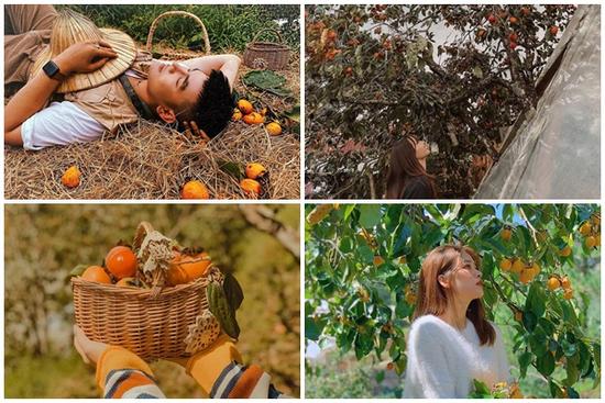 Những tọa độ ngắm hồng chín đẹp xuất sắc ở Đà Lạt khiến ai cũng mê