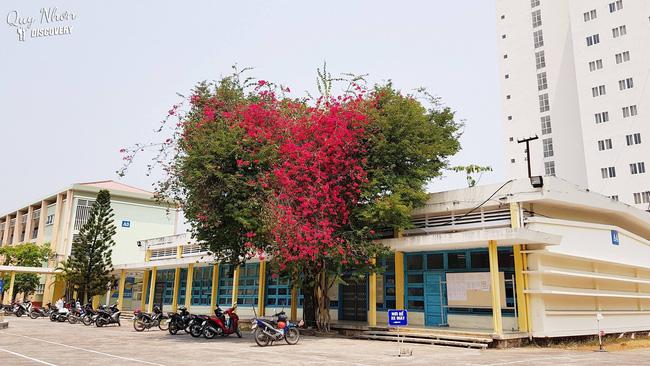 Dân mạng chia sẻ hình ảnh cây hoa giấy có hình trái tim cực lạ-1