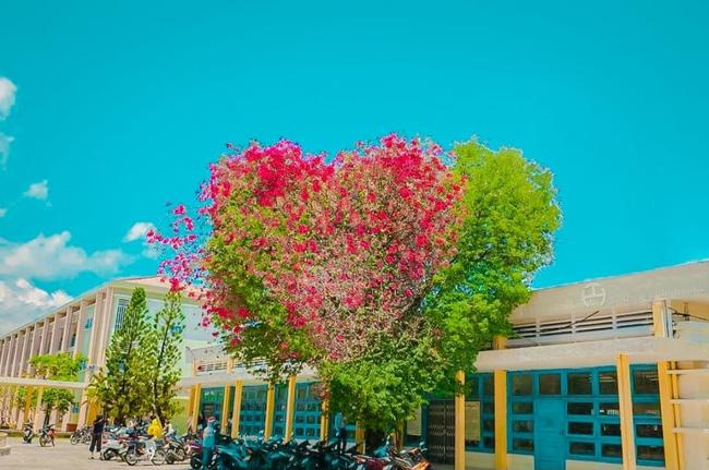 Dân mạng chia sẻ hình ảnh cây hoa giấy có hình trái tim cực lạ-2