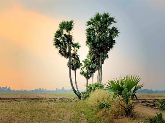 Dân mạng chia sẻ hình ảnh cây hoa giấy có hình trái tim cực lạ-4