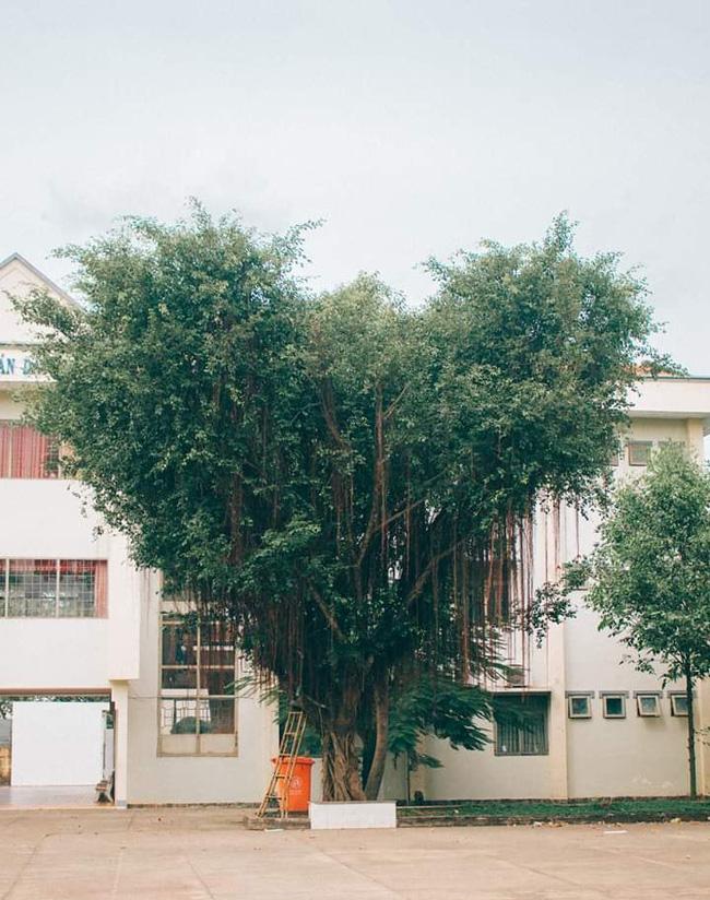 Dân mạng chia sẻ hình ảnh cây hoa giấy có hình trái tim cực lạ-6