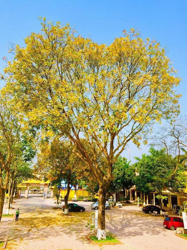 Dân mạng chia sẻ hình ảnh cây hoa giấy có hình trái tim cực lạ-7