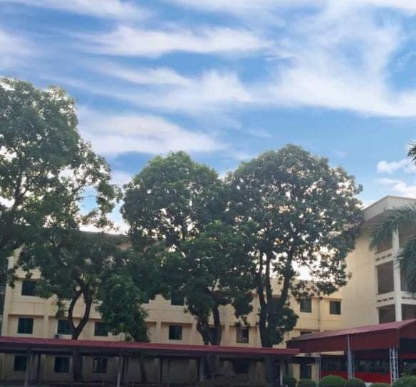 Dân mạng chia sẻ hình ảnh cây hoa giấy có hình trái tim cực lạ-11