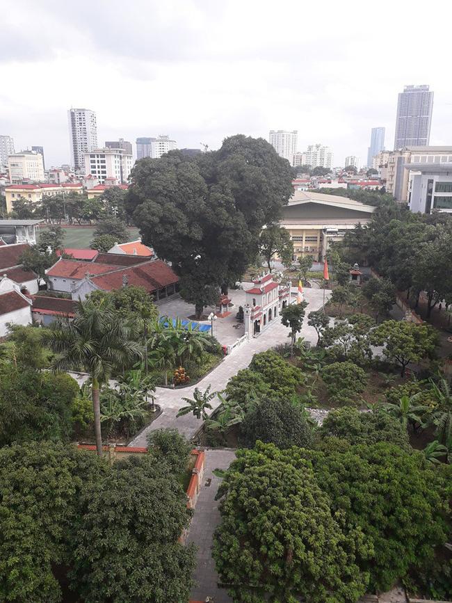 Dân mạng chia sẻ hình ảnh cây hoa giấy có hình trái tim cực lạ-12