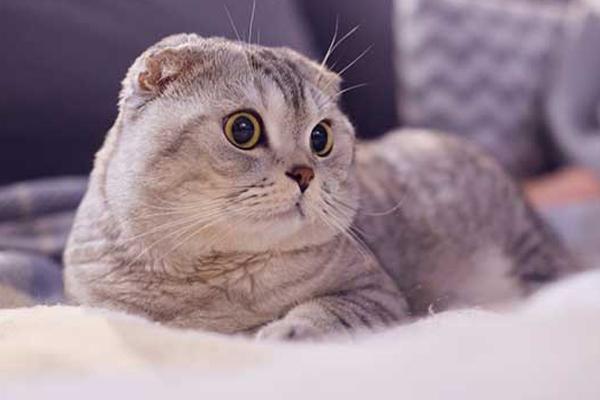 12 cung hoàng đạo thứ Ba ngày 13/10/2020: Ai may mắn hơn cả-6