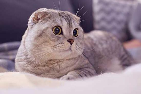 Top 3 con giáp nữ là người có trái tim nhân hậu, được hưởng nhiều phước lành, con cái hiếu thảo