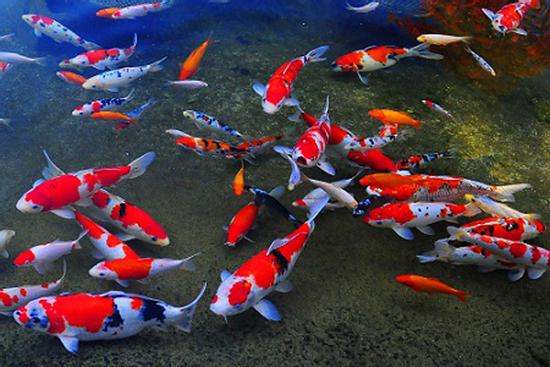 7 loài cá phong thủy mang ý nghĩa may mắn, tốt lành, giúp gia chủ gặt hái tài lộc