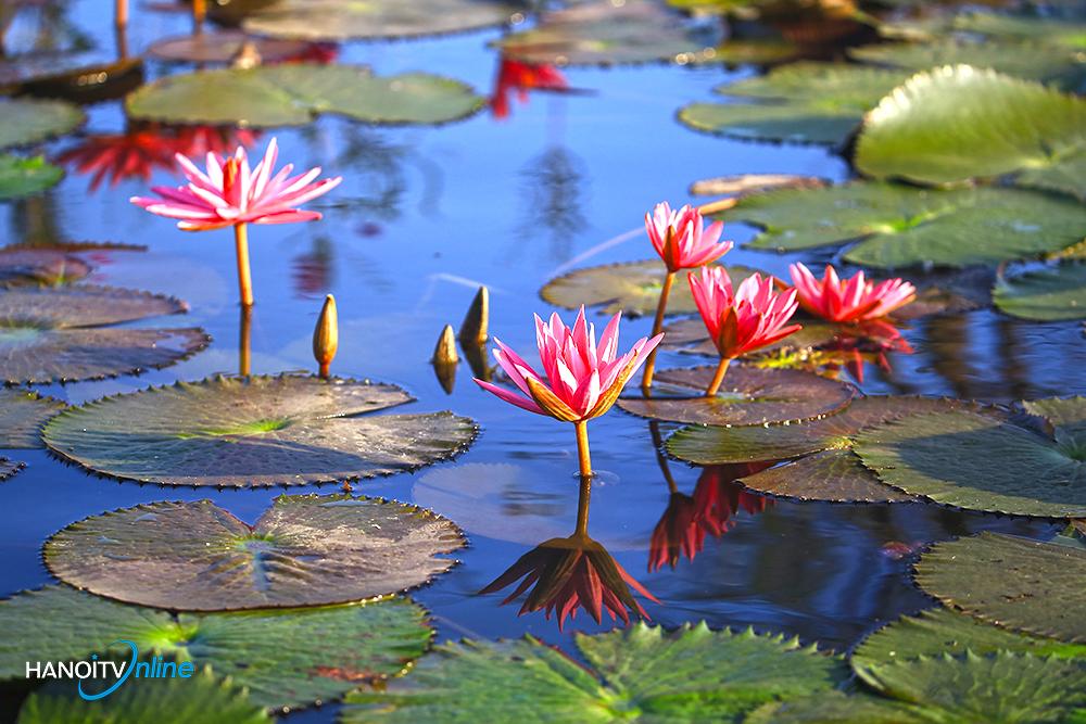 Ngược dòng suối Yến ngắm hoa súng nở rộ tím hồng một góc trời-1